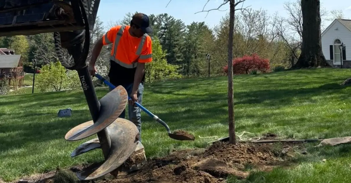 A professional arborist is planting a young tree in a Pittsburgh residential yard