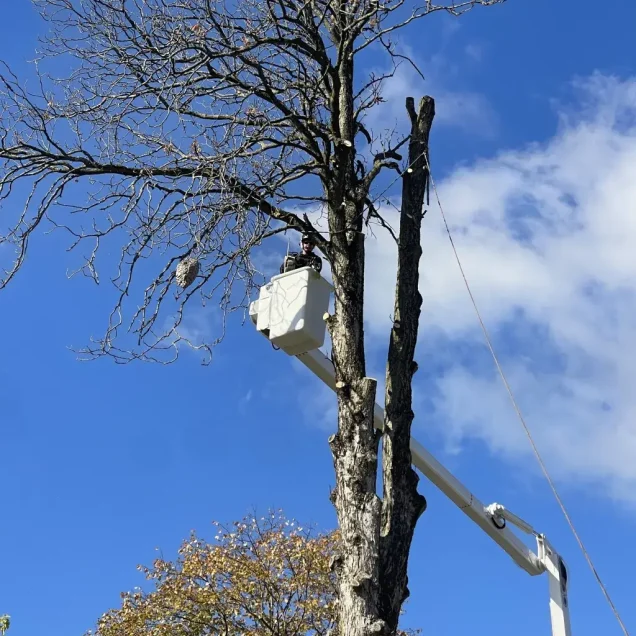 Tree removal, trimming, and emergency tree service in Allison Park PA near residential homes