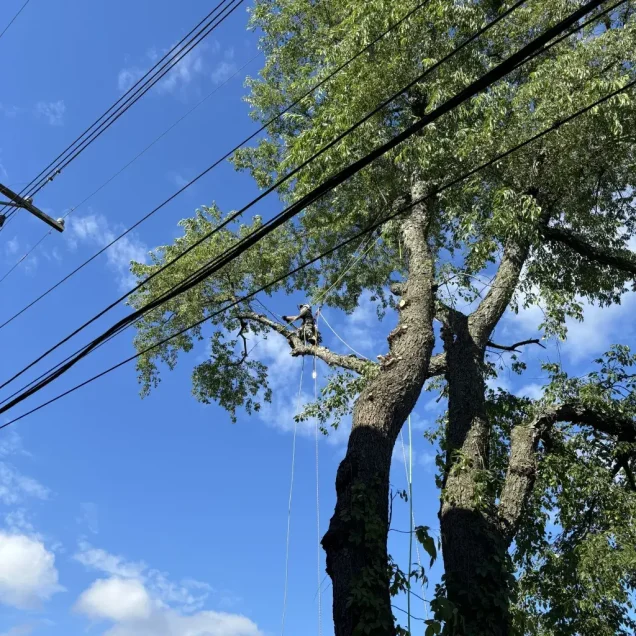 Professional tree services in Allison Park PA including tree removal, pruning, and emergency response