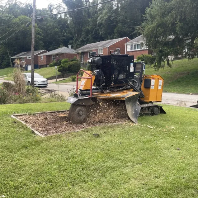 Professional Tree Services in Cranberry
