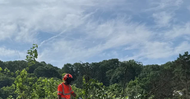 Why Arborist Inspections Matter Before Removing a Tree