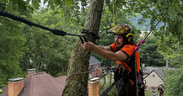 Signs Your Pittsburgh Trees Need Professional Trimming Before Storm Season 