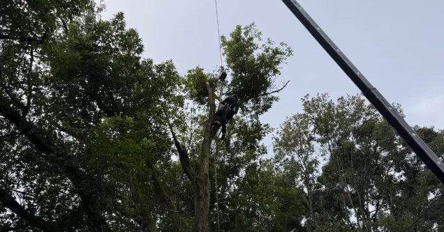 Preserving Pittsburgh’s Oaks: Essential Trimming Techniques to Prevent Oak Wilt