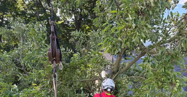 Commercial & HOA Tree Services in Pittsburgh: A Property Manager’s Complete Guide
