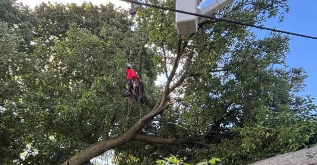 Emergency Tree Removal in Cranberry PA: Cost & Permits