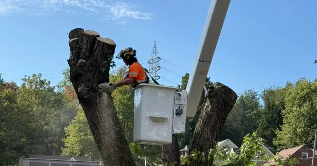How Often Should Trees Be Trimmed in Western Pennsylvania?