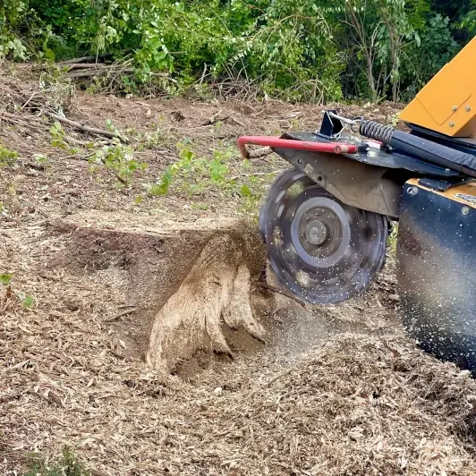 Expert Tree Services in Ross Township