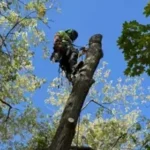 Tree Removal
