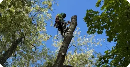 Tree Removal