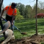 Tree Planting