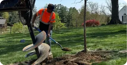 Tree Planting