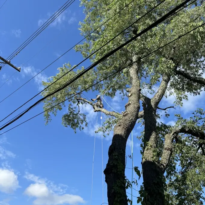 Expert Tree Services in Squirrel Hill