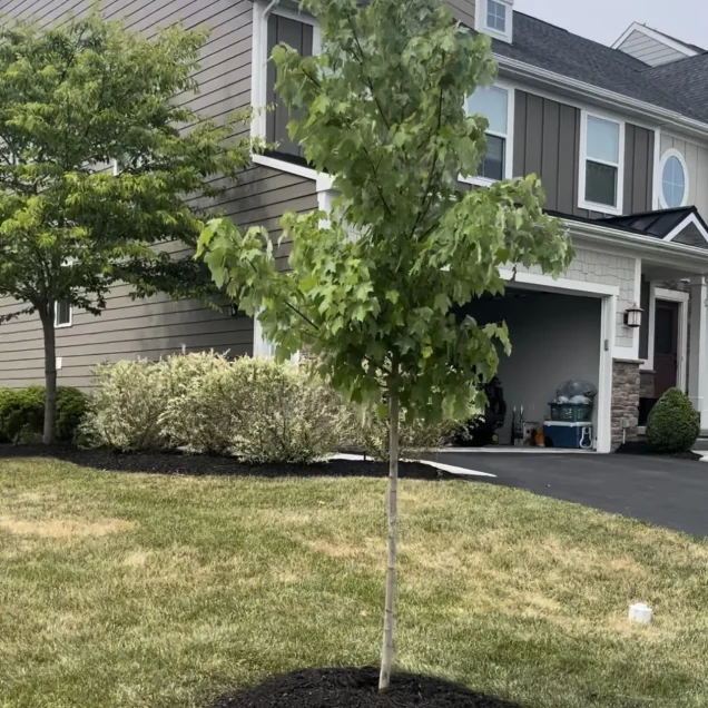 Professional Tree Services in Wexford