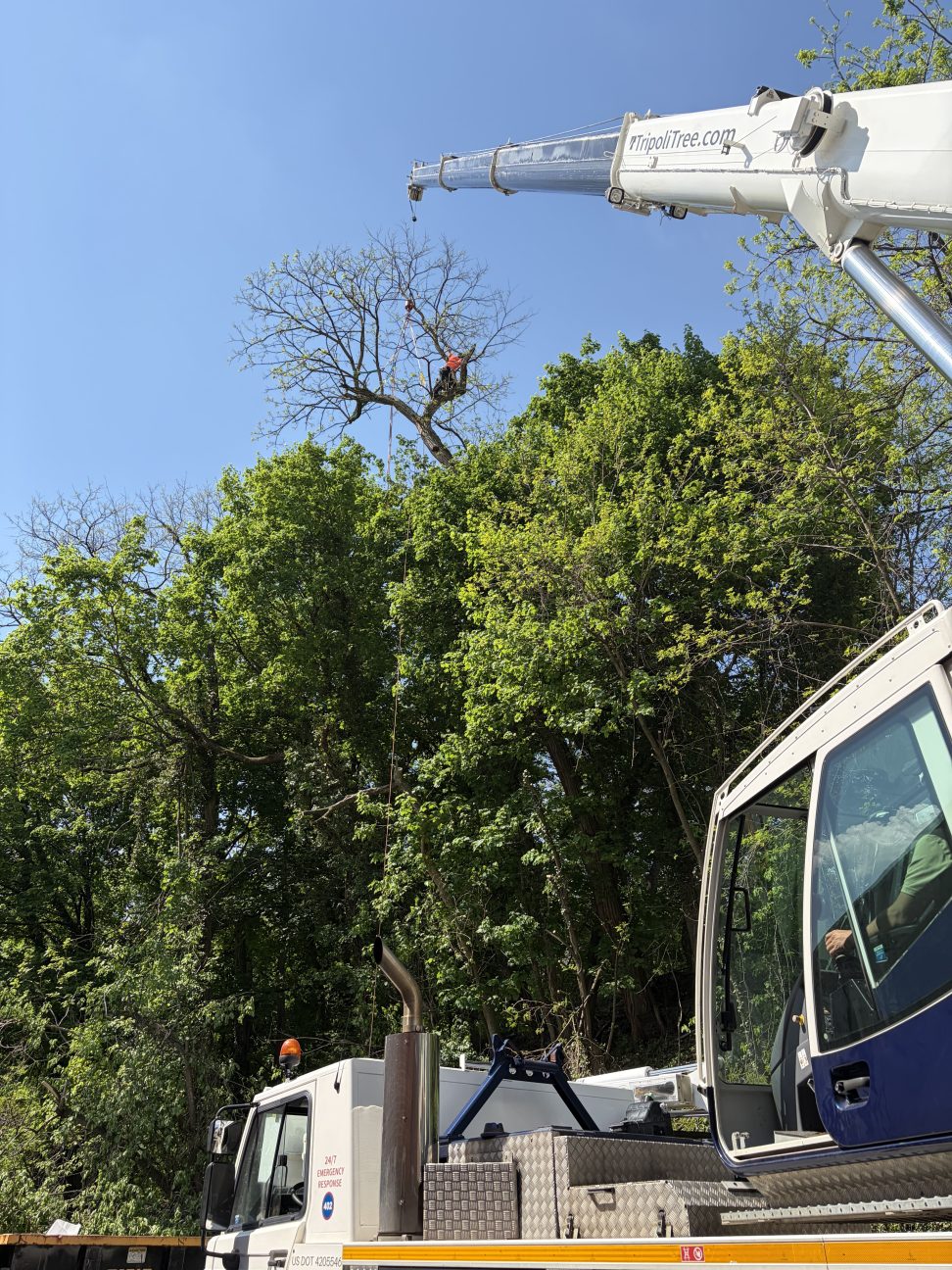 Tripoli Tree Care crane lifting large tree sections safely in Pittsburgh, PA
