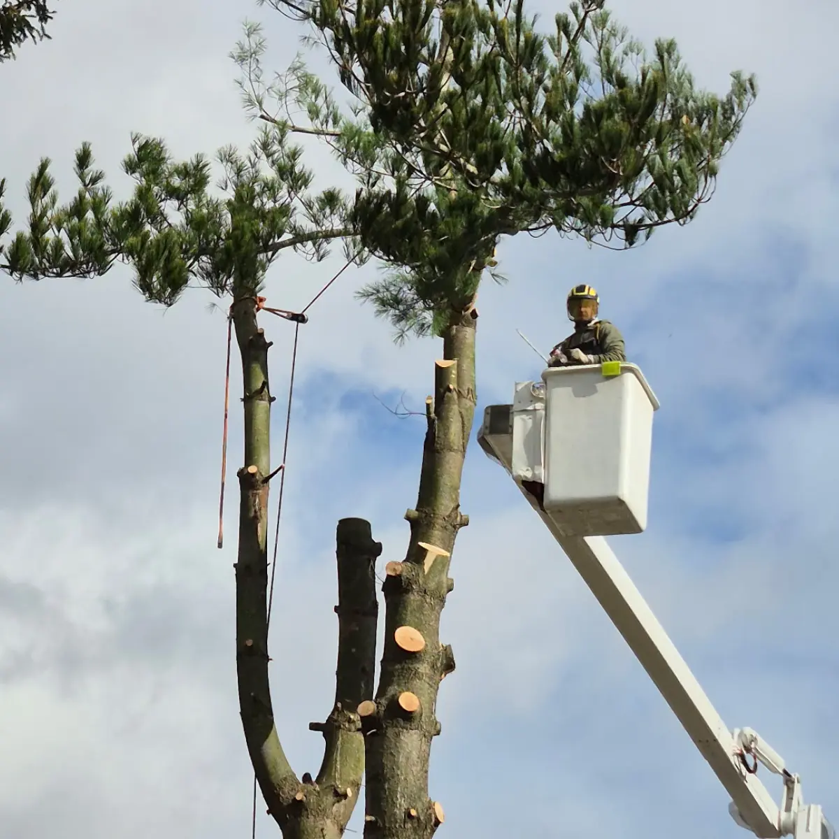 Tree Trimming Pruning in Pittsburgh PA | Tripoli Tree Care