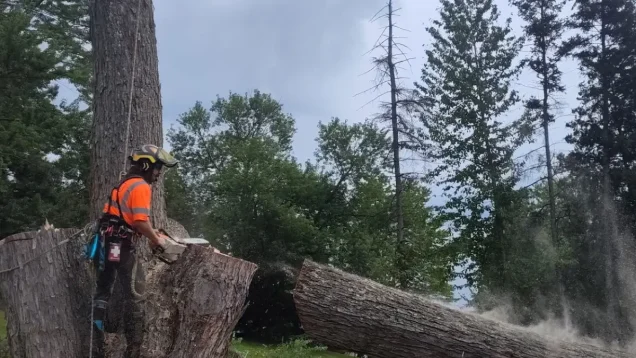 8 Things to Know Before Removing a Tree in Pittsburgh