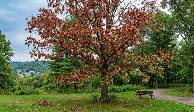 Oak Wilt in Allegheny County: What Every North Park Area Homeowner Should Know