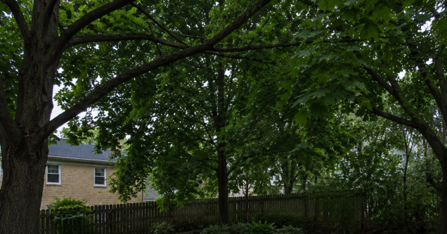 When Overgrown Trees Start Hurting Your Lawn in Pittsburgh, PA