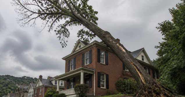 Will My Homeowners Insurance Cover Preventive Tree Removal in Pittsburgh, PA