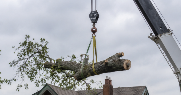 Crane-Assisted Tree Removal in Pittsburgh: How It Works and When It’s Needed 