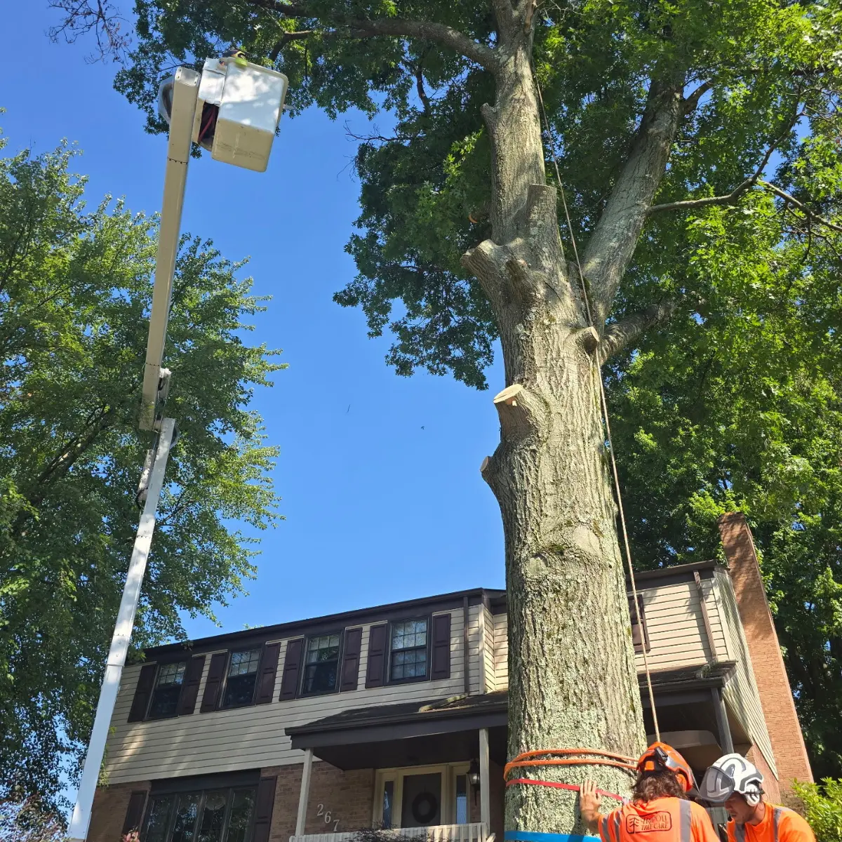 Emergency tree removal and storm cleanup services in Homestead, PA