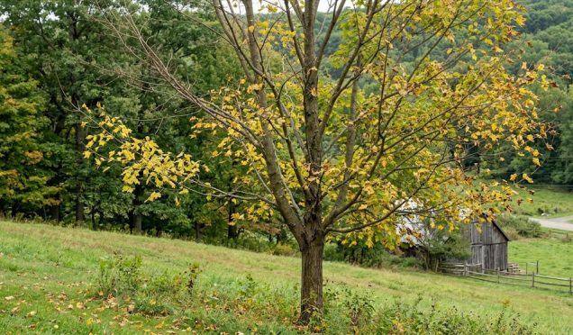 Maple Leaves Falling Too Soon? How to Identify Verticillium Wilt Before It Spreads