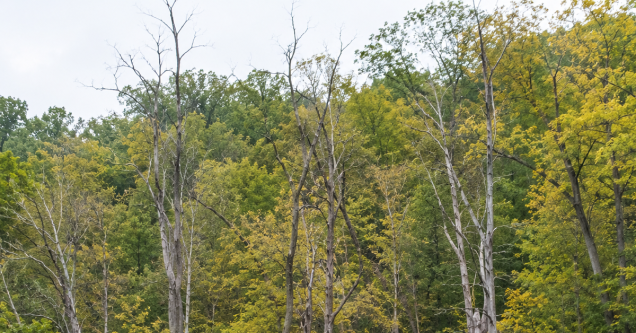 How Pittsburgh’s Acid Rain Legacy Affects Soil pH and Tree Health Decades Later