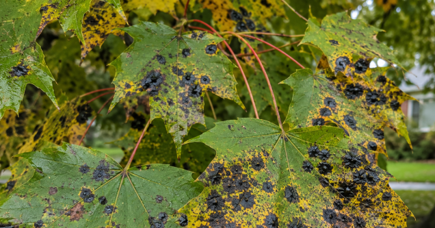 Why Are My Maple Leaves Turning Black? Spotting Tar Spot in Pittsburgh, PA