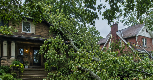 What to Do Immediately After a Storm Hits Your Trees in PA