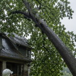 heavy rain trees, leaning trees, tree fall hazards, storm-damaged trees, tree stability, saturated soil, root plate movement, Pittsburgh trees, tree safety, storm damage