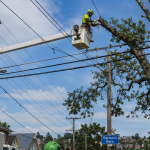 Arborist inspecting the base of a leaning tree for soil heaving in a Pittsburgh yard