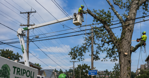 Hazardous Tree Removal: A Diseased 44-Inch Pin Oak Tangled in Power Lines
