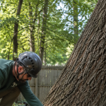 Arborist inspecting the base of a leaning tree for soil heaving in a Pittsburgh yard