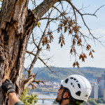 Arborist assessing a potentially dead or dying tree at a Pittsburgh property
