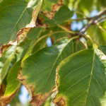 Green tree leaves with dry brown edges and scorched tips