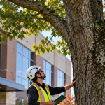 Arborist inspecting a mature tree near a commercial building in Cranberry Township