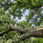 Mature tree with a large broken branch and an exposed trunk wound