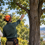Pittsburgh property owner consulting an arborist beside a mature tree obstructing the view