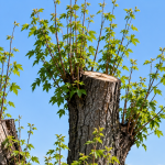 Weak shoots growing from large topping cuts on a Pittsburgh tree