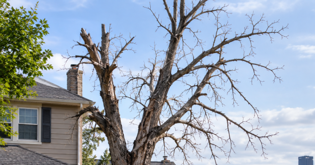What Happens If You Leave a Dead Tree Standing?