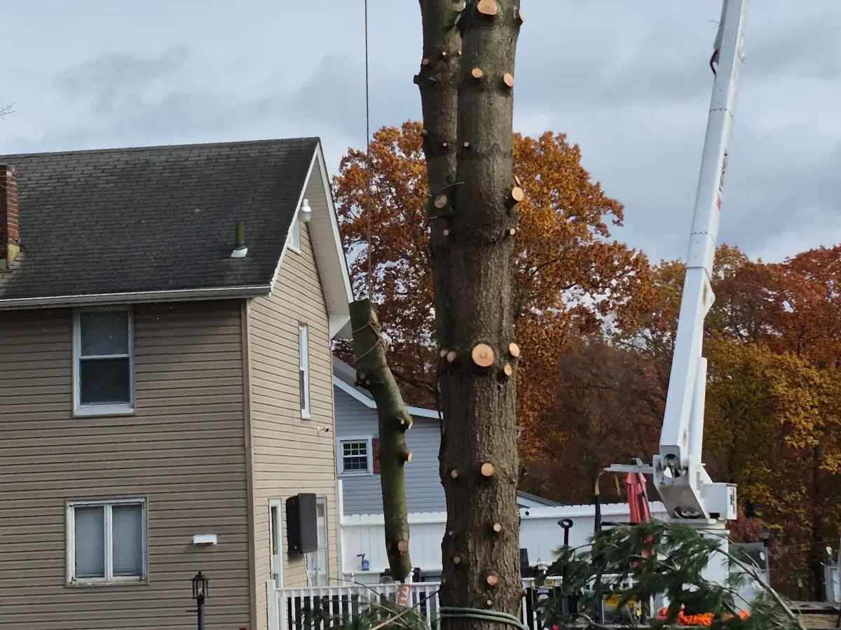 Tree care crew working safely near a home in Mount Lebanon, Pennsylvania