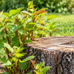 New shoots growing around a cut tree stump in a yard