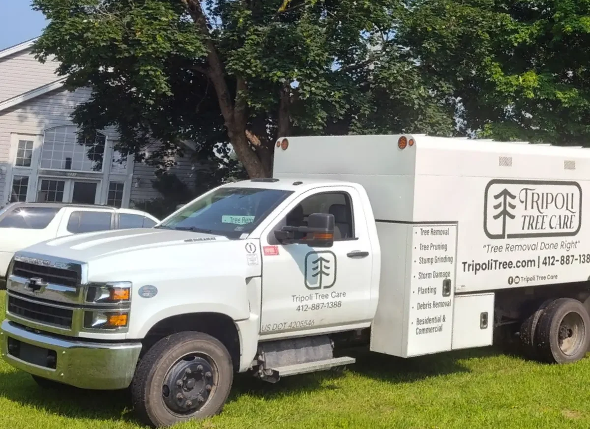 Tripoli Tree Care crew removing large maple trees near a Pittsburgh home